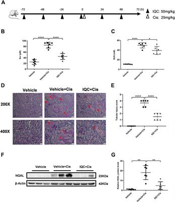 Isoquercitrin Ameliorates Cisplatin-Induced Nephrotoxicity Via the Inhibition of Apoptosis, Inﬂammation, and Oxidative Stress